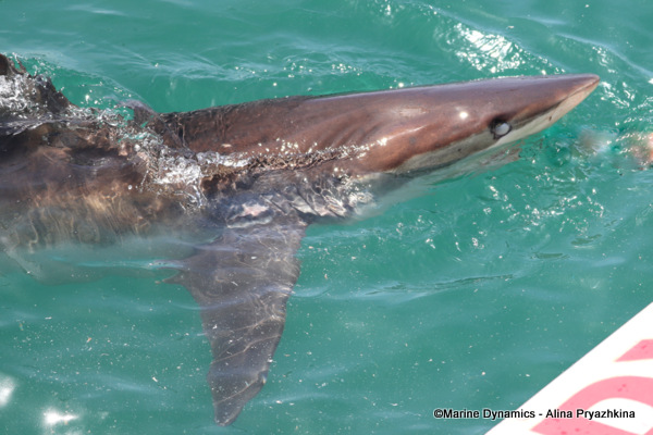 Bronze Whaler shark, South Africa
